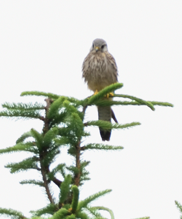 Vogel auf Fichte3
