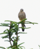 Vogel auf Fichte3