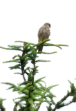 Vogel auf Fichte4