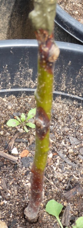 Obstbaumkrebs