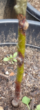 Obstbaumkrebs
