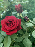 Rote Rose ohne Namen
