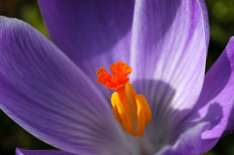 Crocus 1