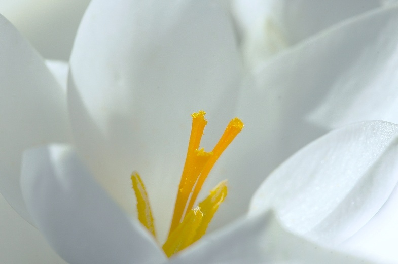 Crocus 2