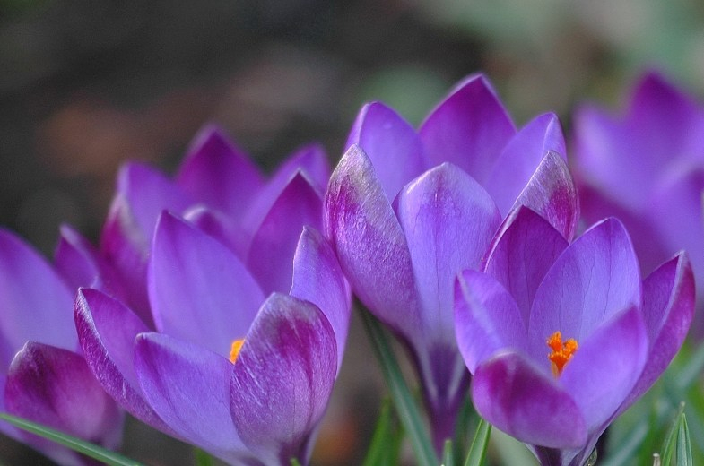 Crocus 3