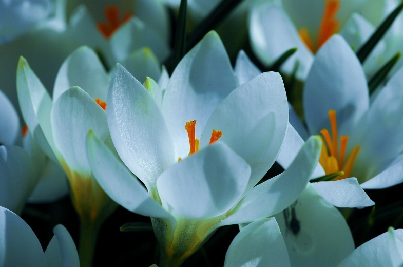 Crocus 4