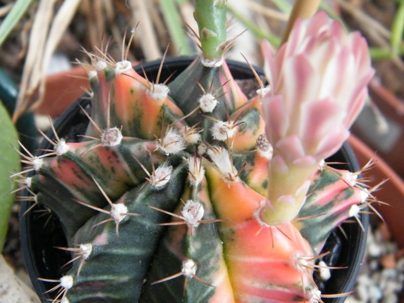 Gymnocalycium variegata