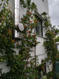 Links noch unreife Anegat, rechts vom Kamin Bergeval, ganz rechts vom Fenster abgeerntet und Monilia-beschnitten Spring Blush