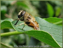 Schwebfliege