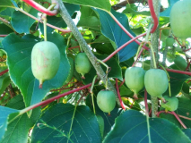 Kens Red Früchte 