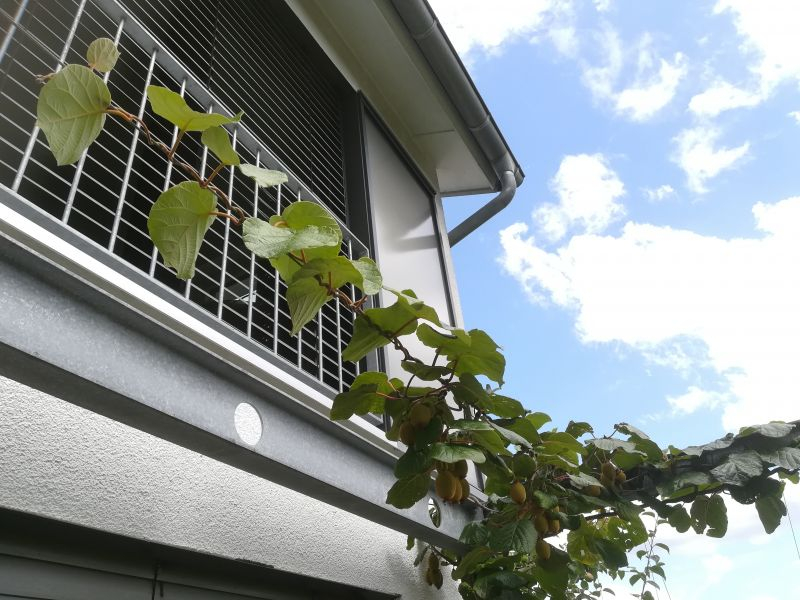 Hayward Spalierdraht Hauswand 