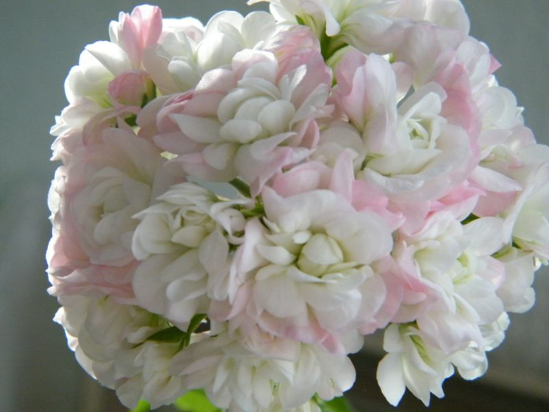 Pelargonium Sutarves Nada K