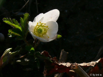 eine der ersten anemonen.jpg