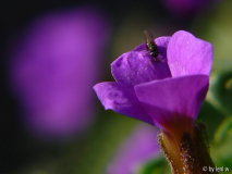 aubretia.jpg