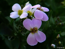 arabis.jpg