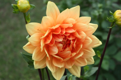 Dahlie 5