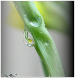 Drop