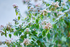 abelia