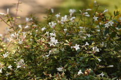 abelia1_24