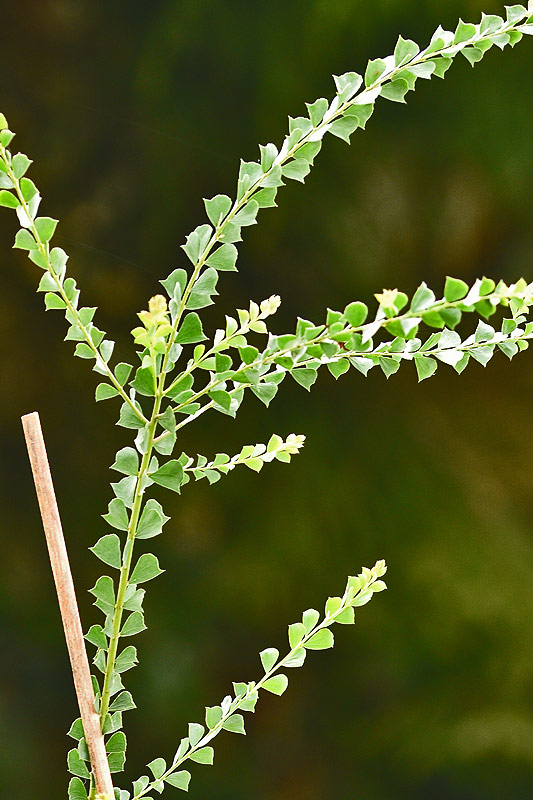acacia