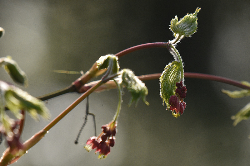 acer_acon