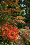 acer_azal