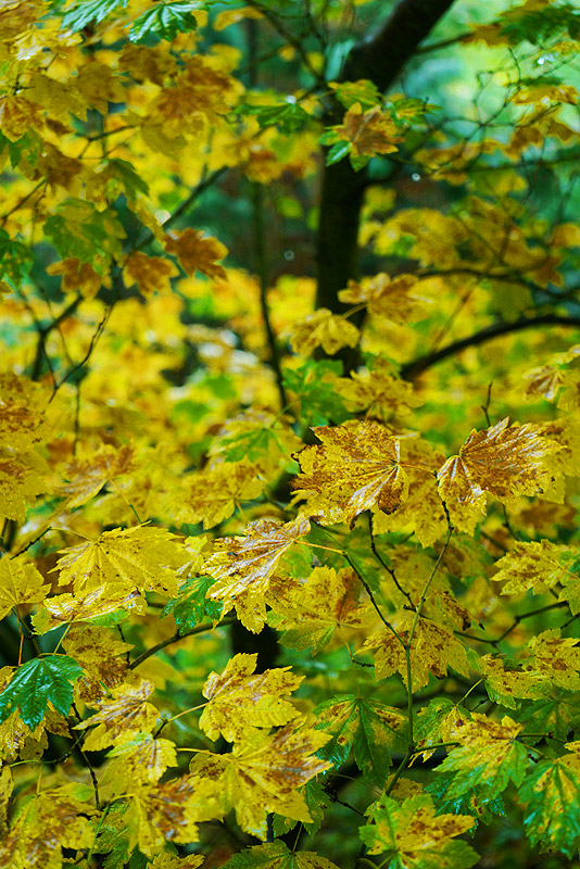 acer_circinatum