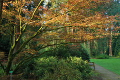 acer_morgens