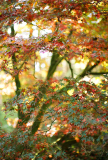 acer_p1