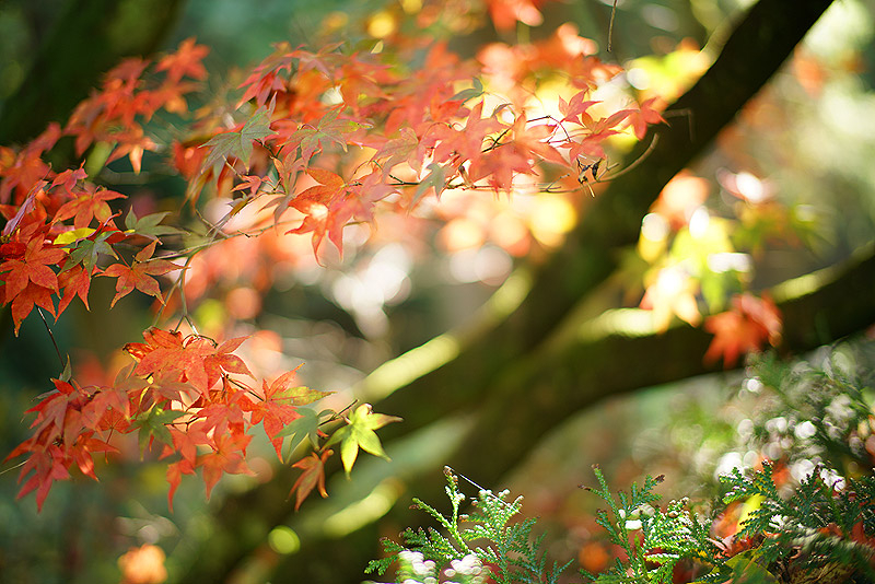 acer_p2