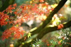 acer_p2