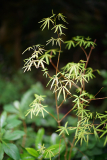 acer_penta0624