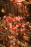 acer_seq