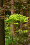 acer_sequoia