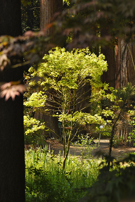 acer_shira1