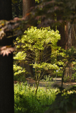 acer_shira1