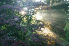 acer_strahlen1