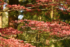 acer1