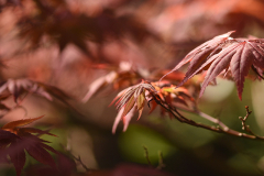 acer2