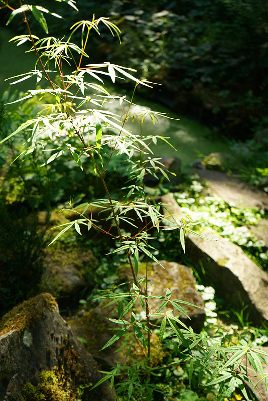 acer5