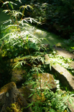 acer5