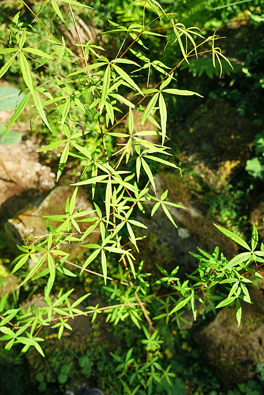 acer5b