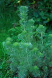 adenanthos