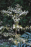 agathis_0124
