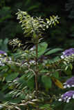 agathis_hydrangea