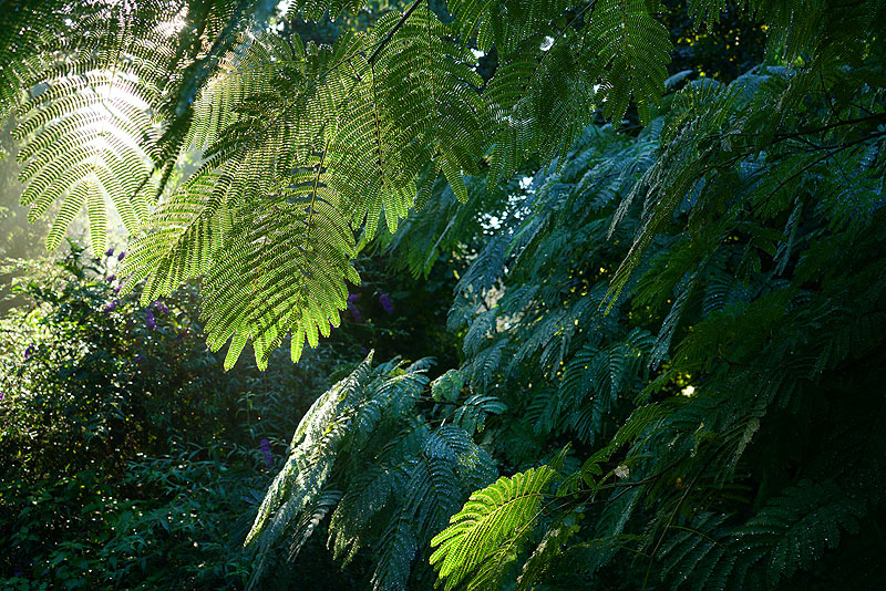 albizia_licht