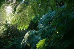 albizia_licht