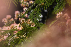 albizia1_24