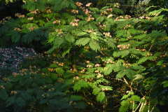 albizia2023