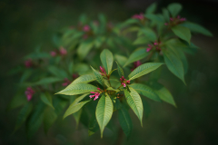 alstonia_23